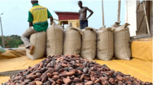 The world’s second-largest cocoa producer is facing a cash crunch as Ghana’s cocoa regulator raises $288 million to keep farmers selling